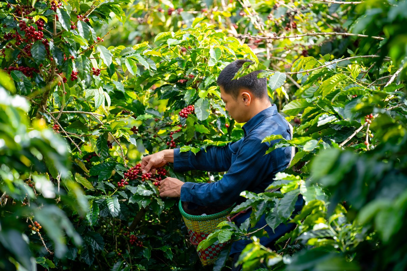 Responsible coffee sourcing